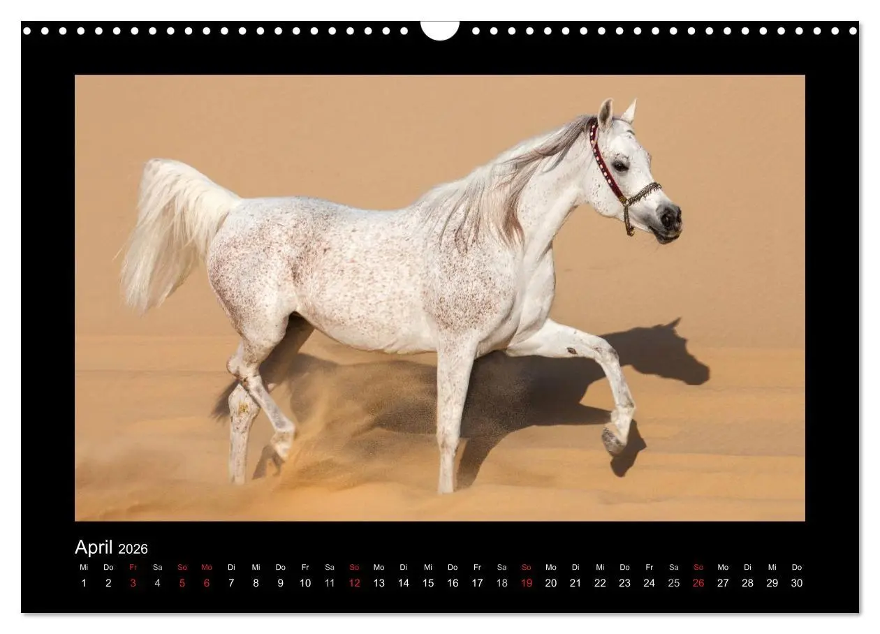 Bild: 9783516183887 | Vollblutaraber (Wandkalender 2026 DIN A3 quer), CALVENDO...