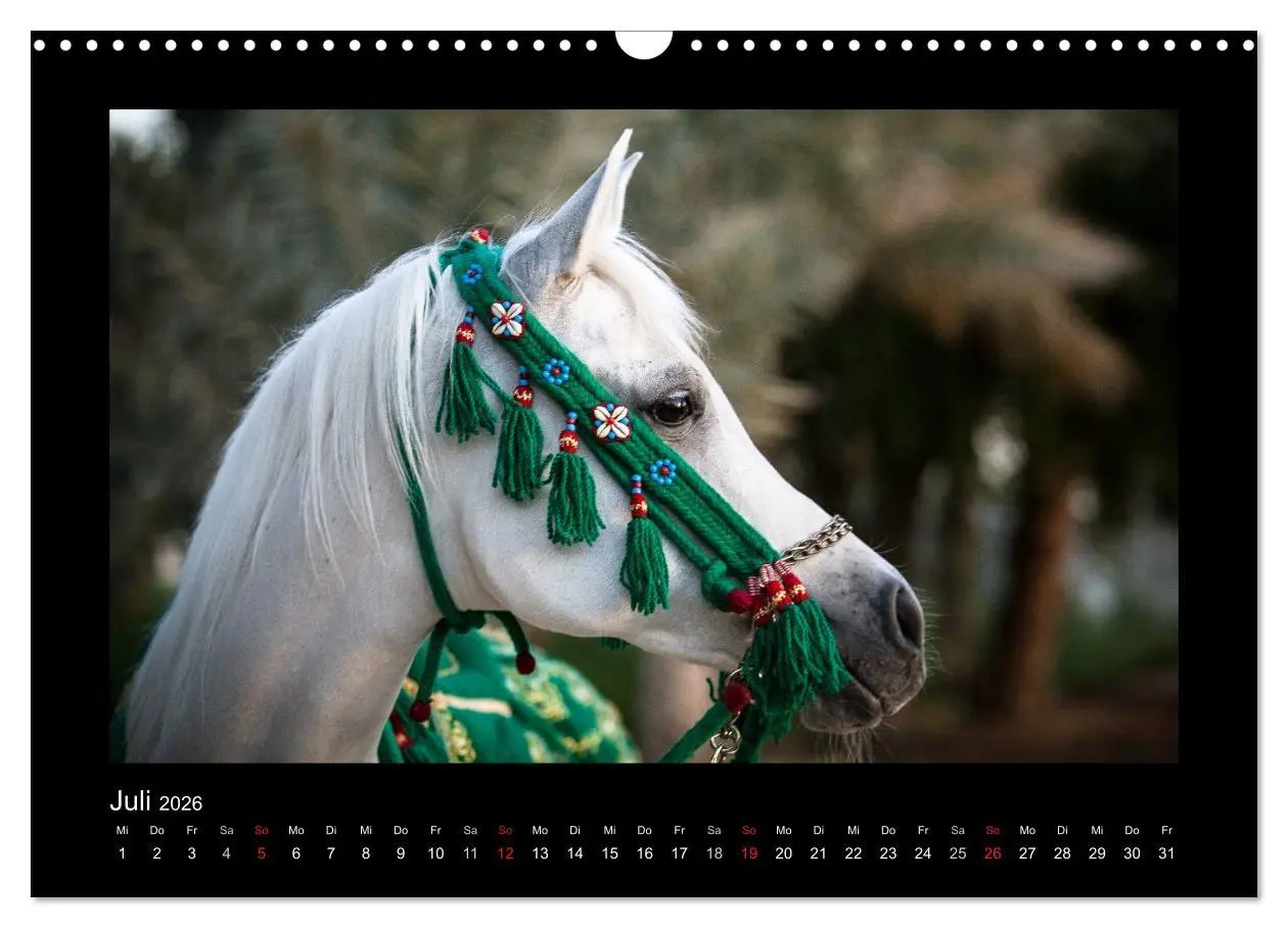 Bild: 9783516183887 | Vollblutaraber (Wandkalender 2026 DIN A3 quer), CALVENDO...