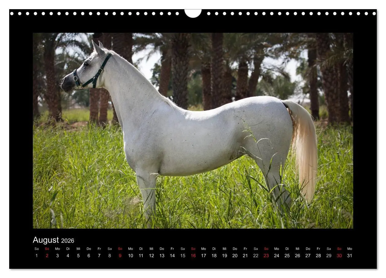 Bild: 9783516183887 | Vollblutaraber (Wandkalender 2026 DIN A3 quer), CALVENDO...