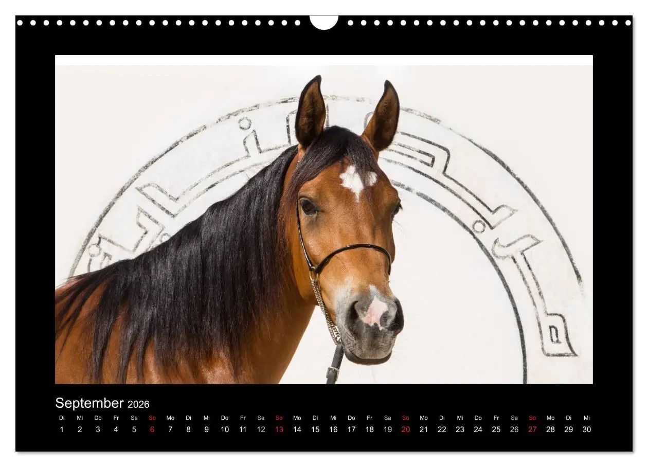 Bild: 9783516183887 | Vollblutaraber (Wandkalender 2026 DIN A3 quer), CALVENDO...