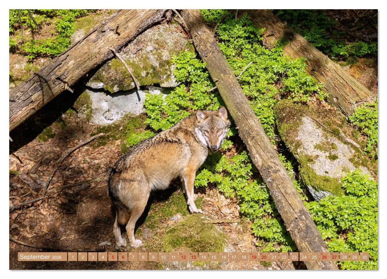 Bild: 9783516633887 | Zauber des Böhmerwalds. Stille Schönheit im Westen Tschechiens...