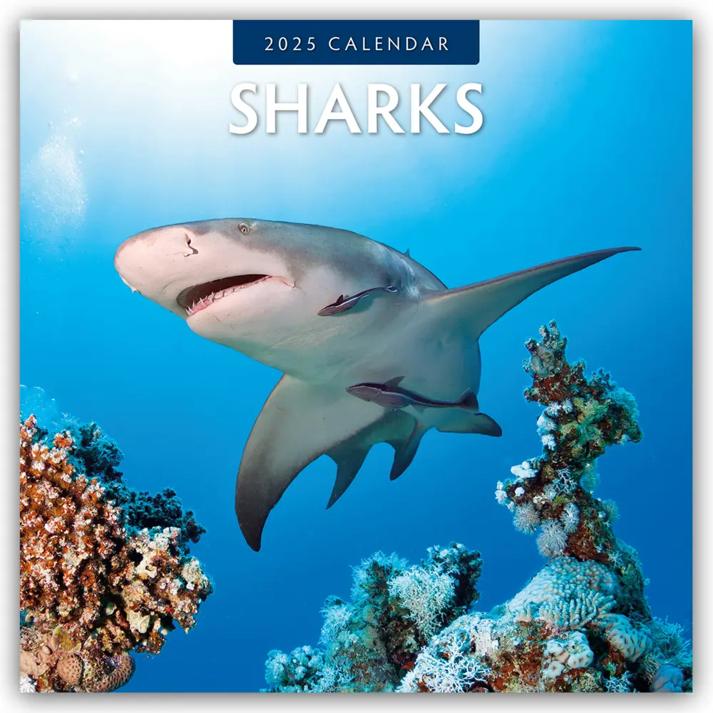 Cover: 9781804424087 | Sharks - Haie 2025 - 16-Monatskalender | Red Robin Publishing Ltd