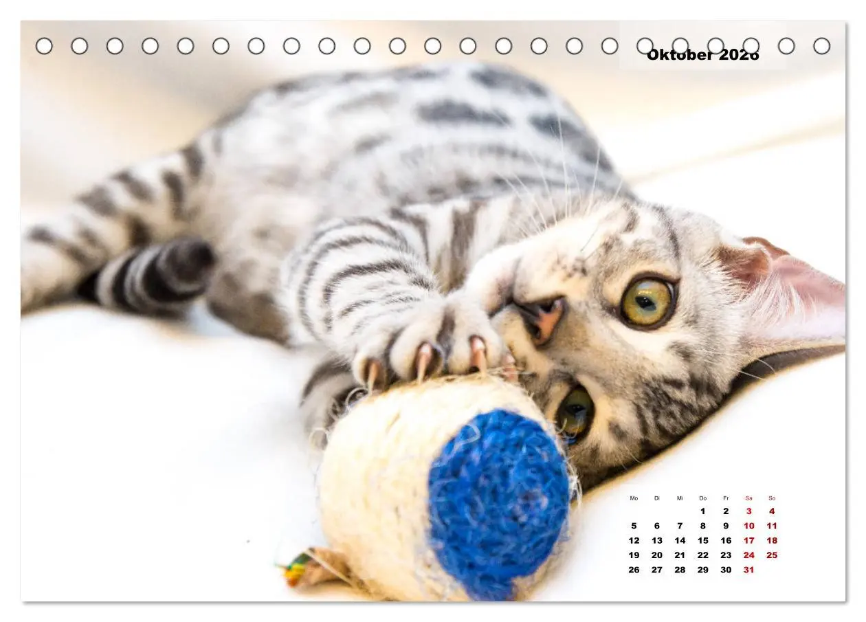 Bild: 9783457734087 | Bengal Kätzchen 2 (Tischkalender 2026 DIN A5 quer), CALVENDO...