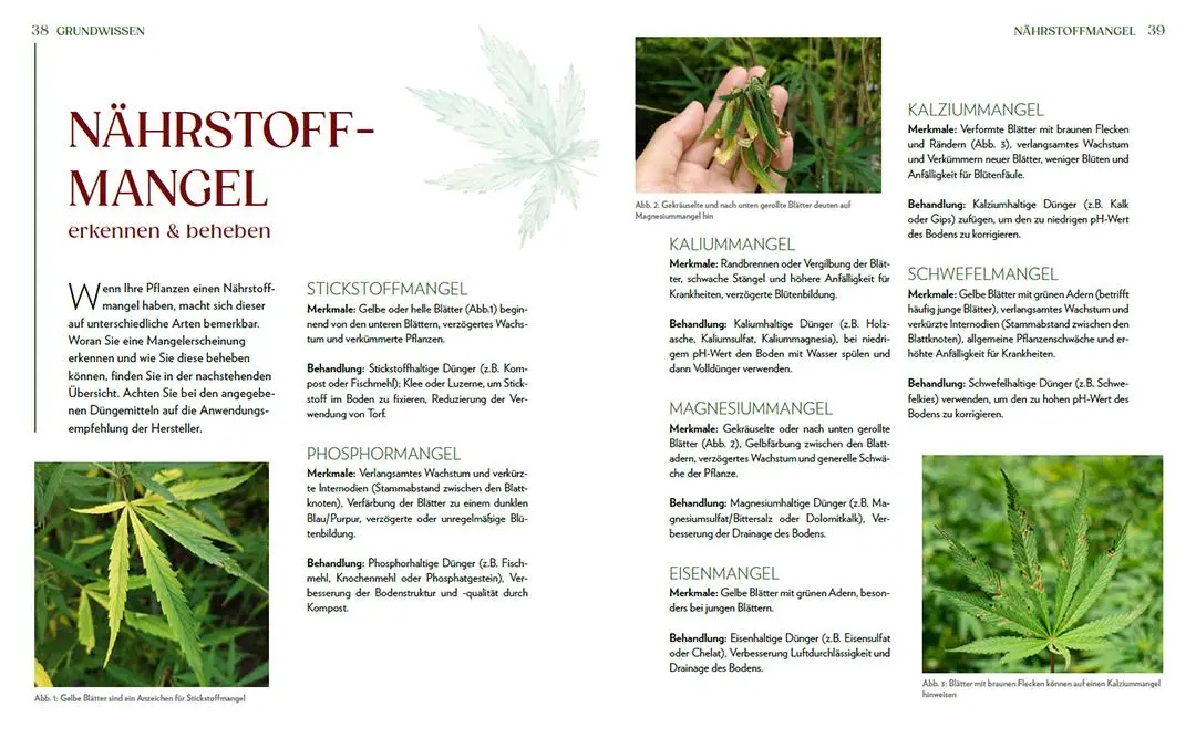 Bild: 9783735854087 | Cannabis-Anbau für Anfänger | Alexander Gracey | Taschenbuch | Deutsch