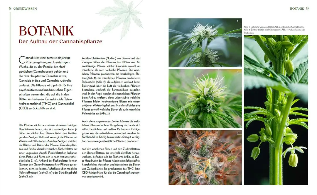 Bild: 9783735854087 | Cannabis-Anbau für Anfänger | Alexander Gracey | Taschenbuch | Deutsch