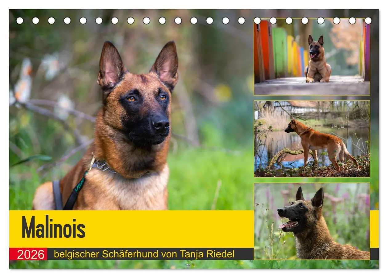 Cover: 9783457714287 | Malinois - belgischer Schäferhund (Tischkalender 2026 DIN A5 quer),...