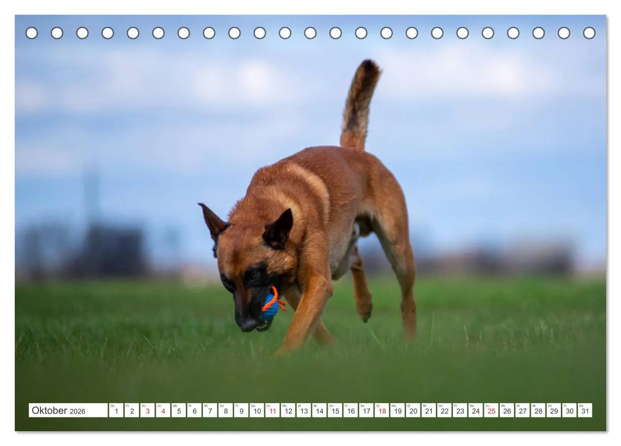 Bild: 9783457714287 | Malinois - belgischer Schäferhund (Tischkalender 2026 DIN A5 quer),...