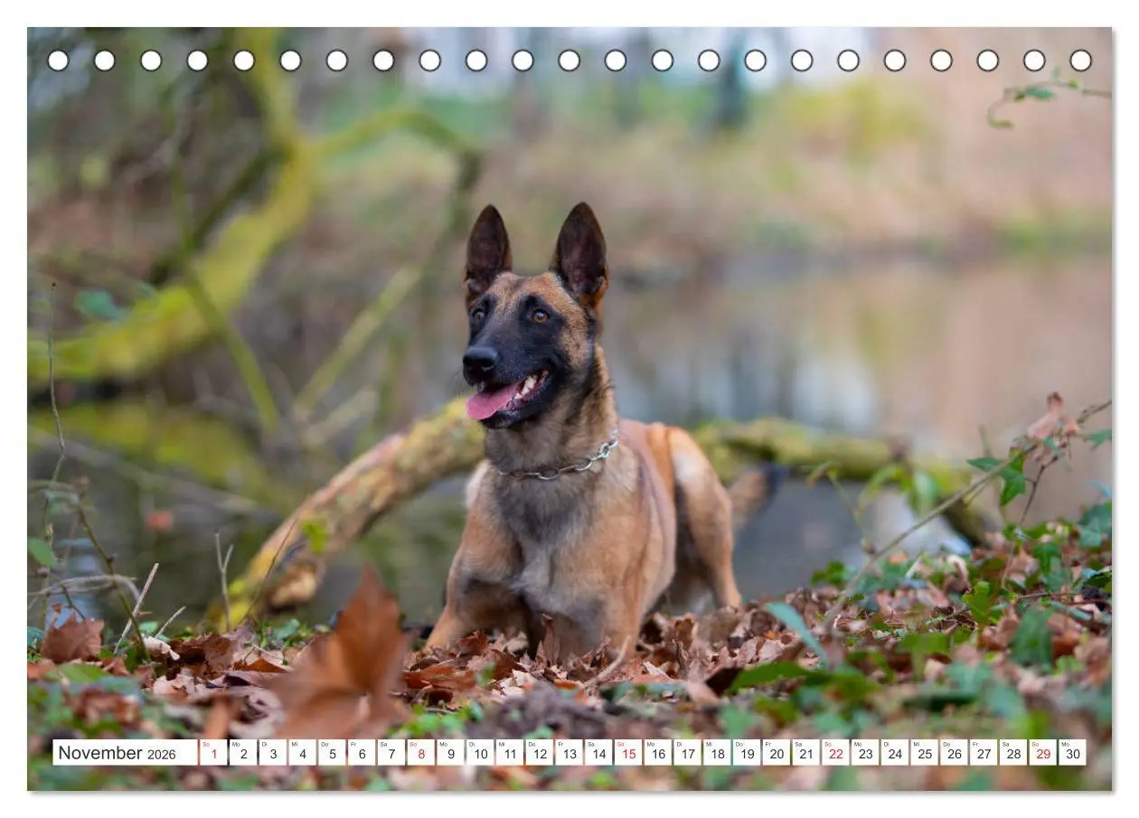 Bild: 9783457714287 | Malinois - belgischer Schäferhund (Tischkalender 2026 DIN A5 quer),...