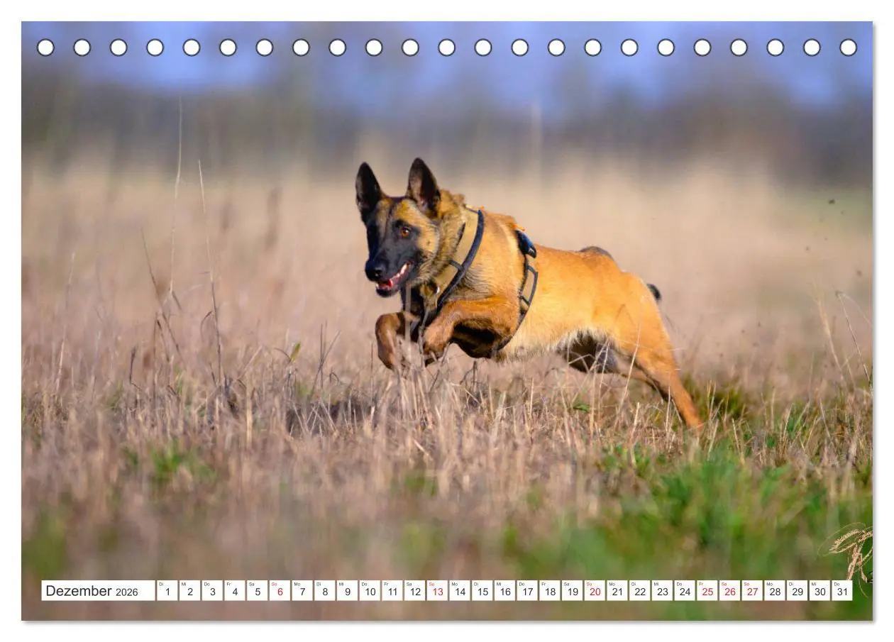 Bild: 9783457714287 | Malinois - belgischer Schäferhund (Tischkalender 2026 DIN A5 quer),...