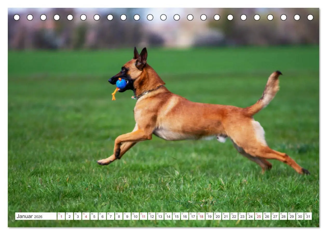 Bild: 9783457714287 | Malinois - belgischer Schäferhund (Tischkalender 2026 DIN A5 quer),...