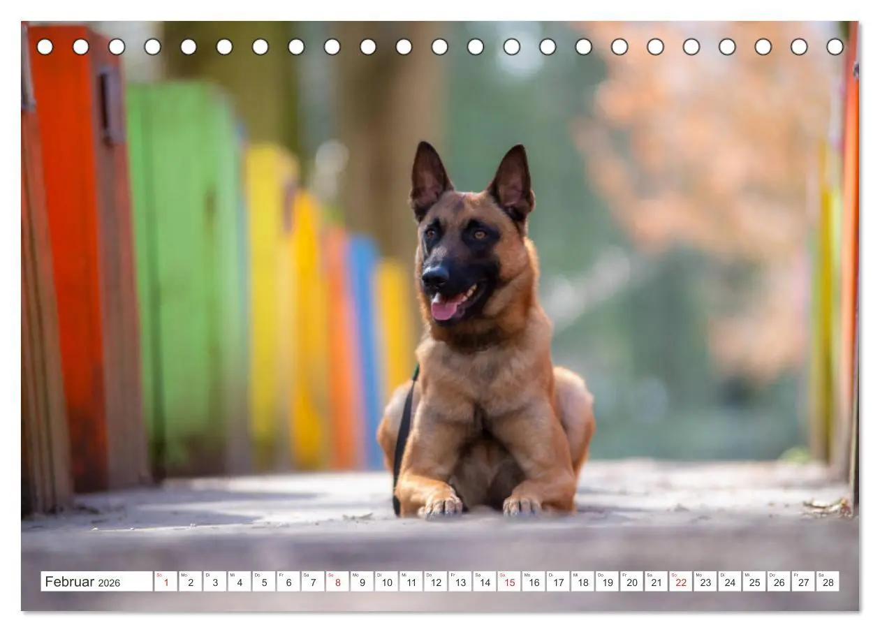 Bild: 9783457714287 | Malinois - belgischer Schäferhund (Tischkalender 2026 DIN A5 quer),...