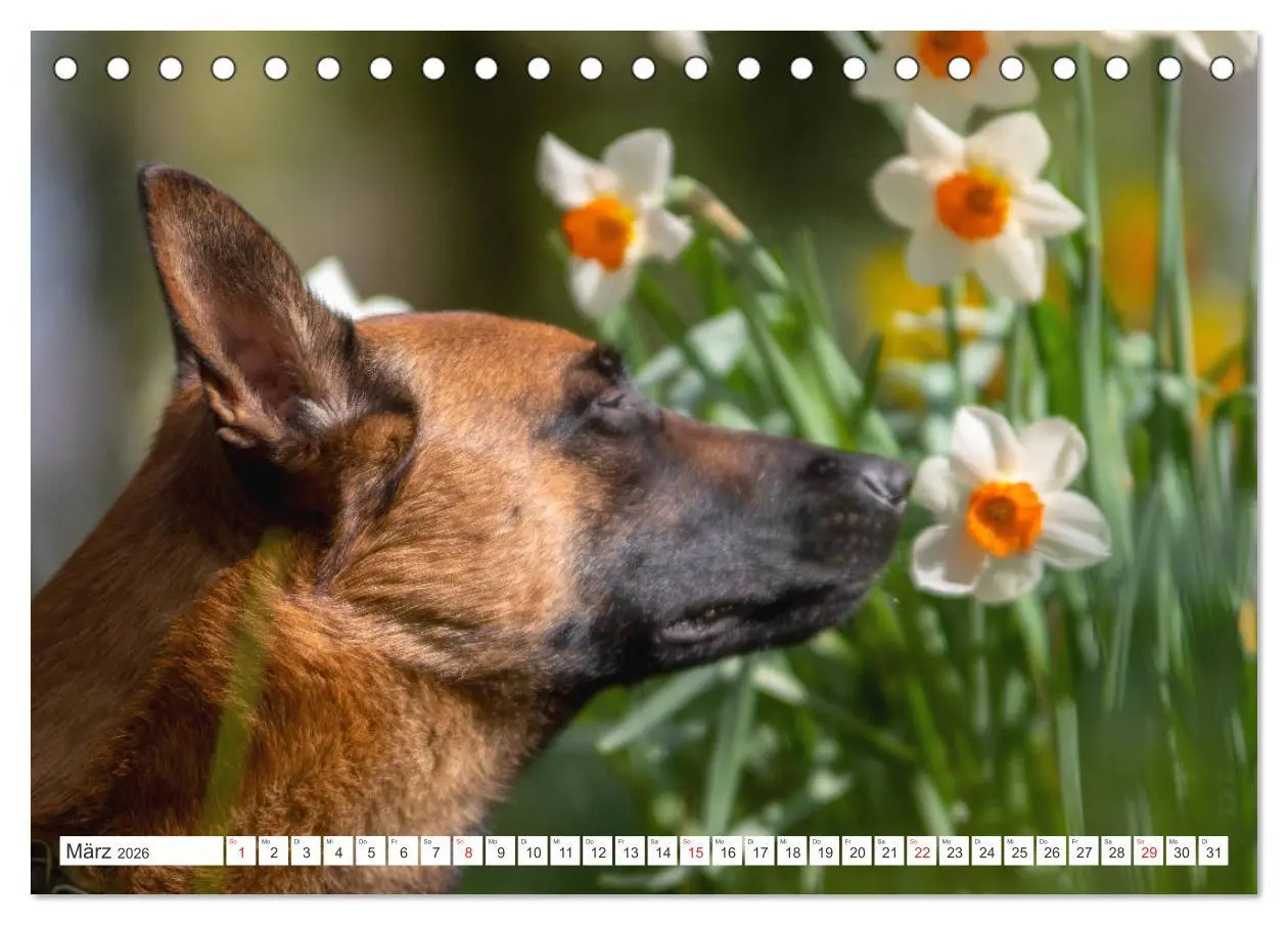 Bild: 9783457714287 | Malinois - belgischer Schäferhund (Tischkalender 2026 DIN A5 quer),...