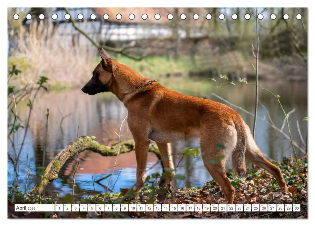 Bild: 9783457714287 | Malinois - belgischer Schäferhund (Tischkalender 2026 DIN A5 quer),...