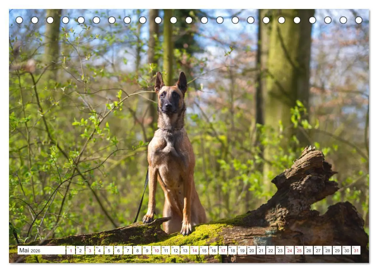 Bild: 9783457714287 | Malinois - belgischer Schäferhund (Tischkalender 2026 DIN A5 quer),...