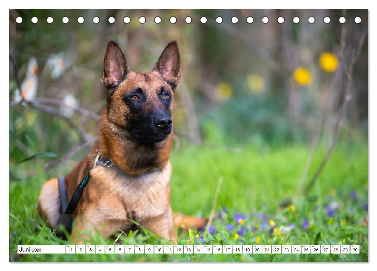 Bild: 9783457714287 | Malinois - belgischer Schäferhund (Tischkalender 2026 DIN A5 quer),...