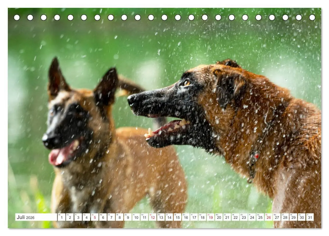 Bild: 9783457714287 | Malinois - belgischer Schäferhund (Tischkalender 2026 DIN A5 quer),...
