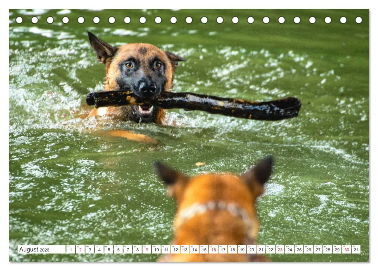 Bild: 9783457714287 | Malinois - belgischer Schäferhund (Tischkalender 2026 DIN A5 quer),...