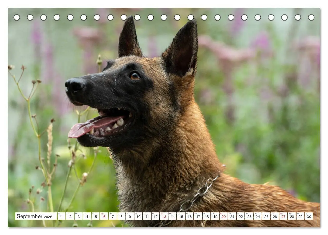 Bild: 9783457714287 | Malinois - belgischer Schäferhund (Tischkalender 2026 DIN A5 quer),...