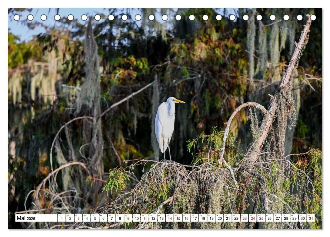 Bild: 9783516734287 | Louisiana - Sümpfe und Plantagenhäuser (Tischkalender 2026 DIN A5...