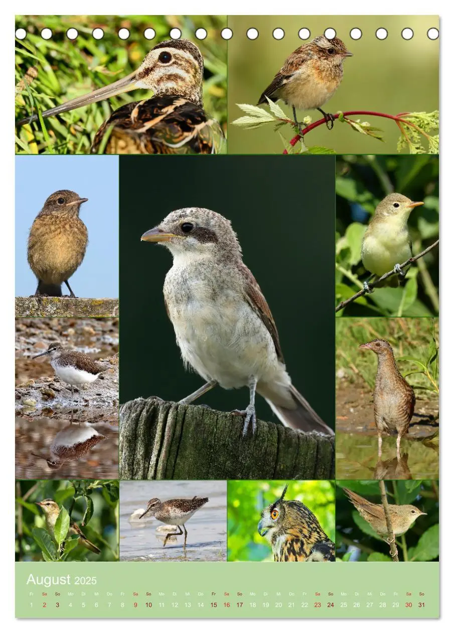 Bild: 9783435854387 | Alles für die Vögel (Tischkalender 2025 DIN A5 hoch), CALVENDO...