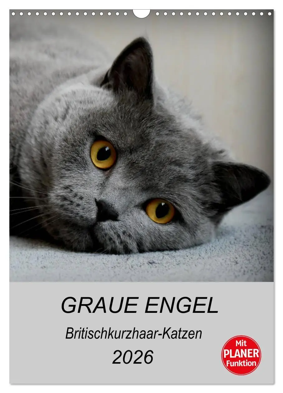 Cover: 9783516414387 | Graue Engel - Britischkurzhaar-Katzen (Wandkalender 2026 DIN A3...