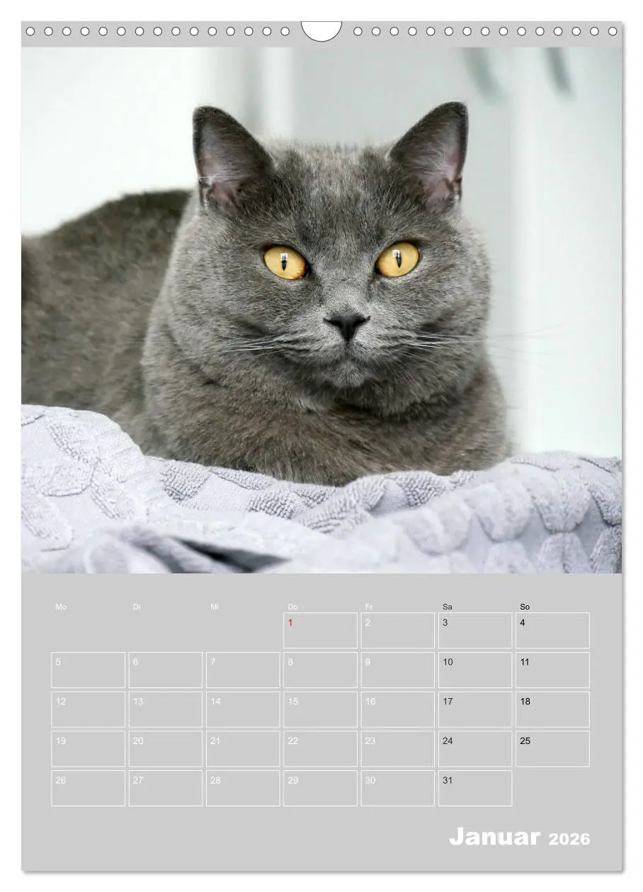 Bild: 9783516414387 | Graue Engel - Britischkurzhaar-Katzen (Wandkalender 2026 DIN A3...