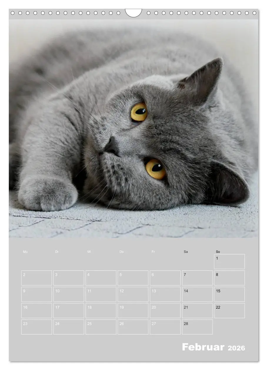 Bild: 9783516414387 | Graue Engel - Britischkurzhaar-Katzen (Wandkalender 2026 DIN A3...