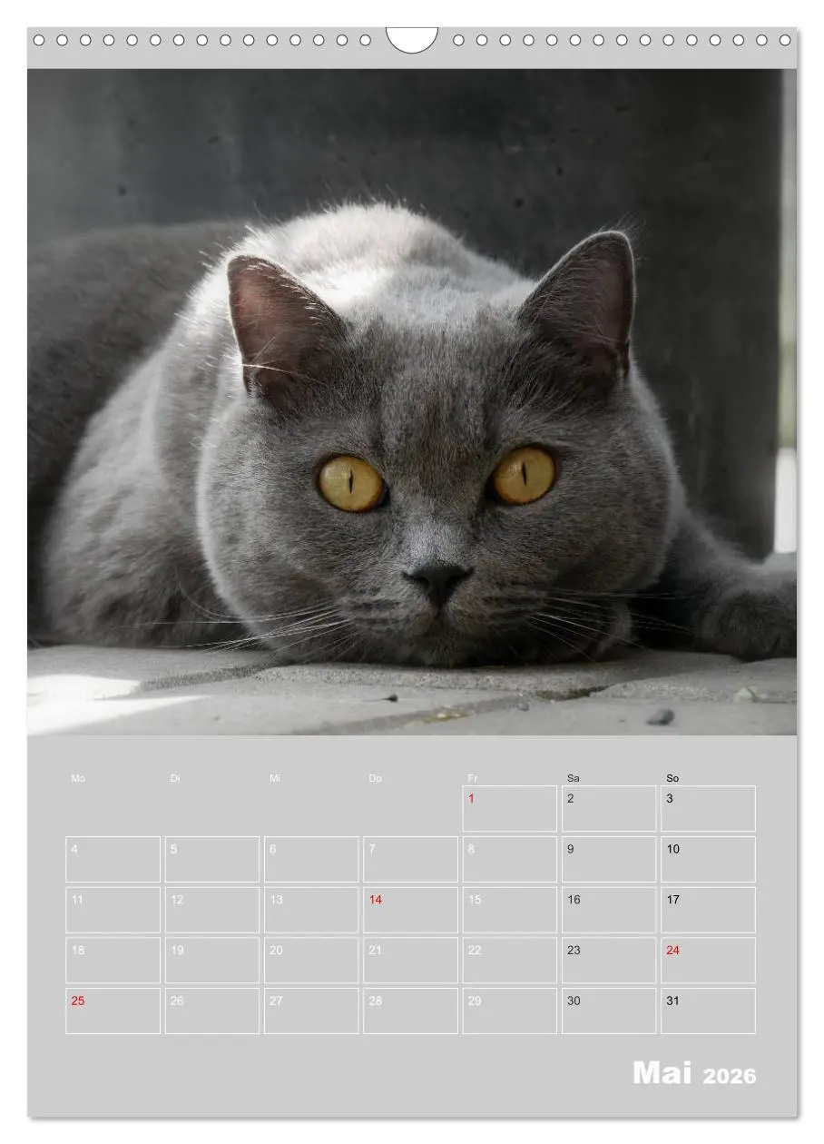 Bild: 9783516414387 | Graue Engel - Britischkurzhaar-Katzen (Wandkalender 2026 DIN A3...