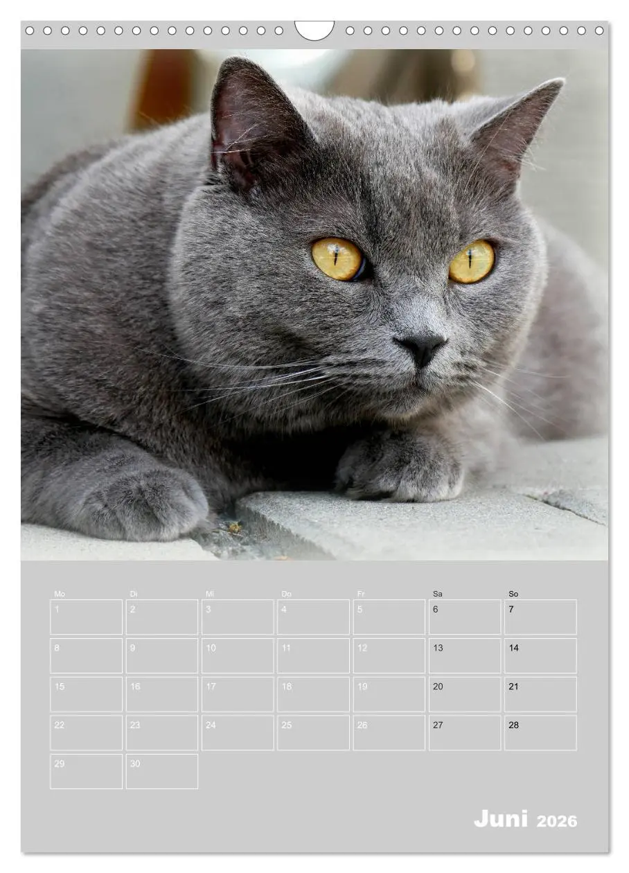 Bild: 9783516414387 | Graue Engel - Britischkurzhaar-Katzen (Wandkalender 2026 DIN A3...