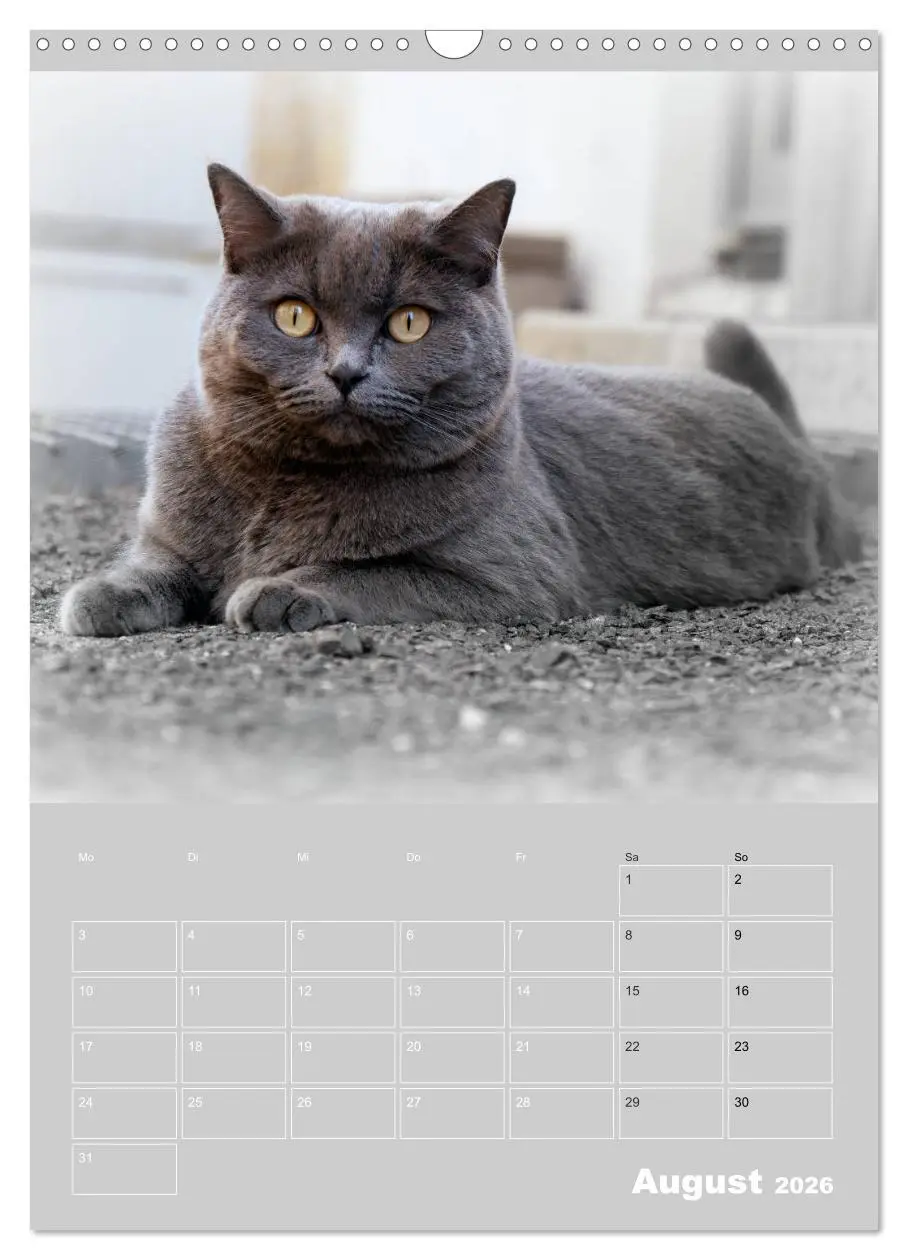 Bild: 9783516414387 | Graue Engel - Britischkurzhaar-Katzen (Wandkalender 2026 DIN A3...