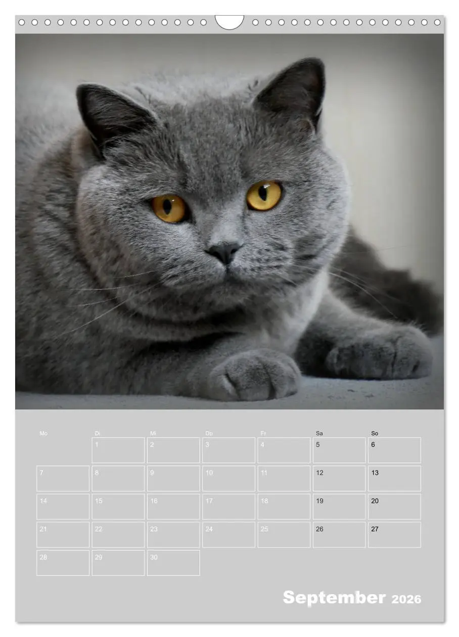 Bild: 9783516414387 | Graue Engel - Britischkurzhaar-Katzen (Wandkalender 2026 DIN A3...