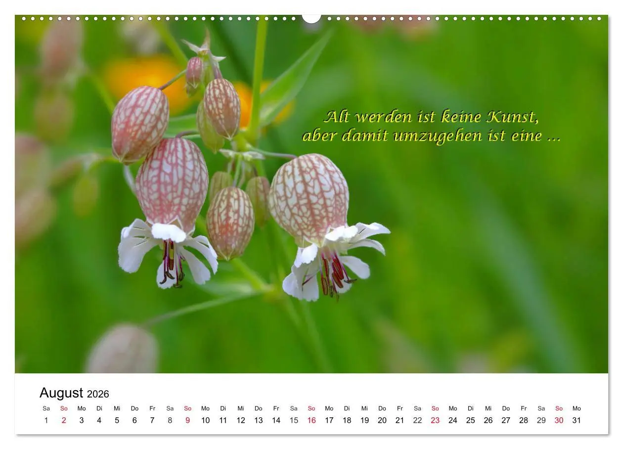 Bild: 9783457794487 | Lebensweisheiten 2026 (Wandkalender 2026 DIN A2 quer), CALVENDO...