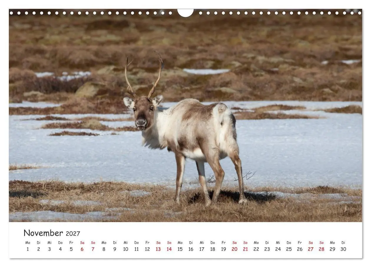 Bild: 9783569724587 | Rentiere (Wandkalender 2027 DIN A3 quer), CALVENDO Monatskalender