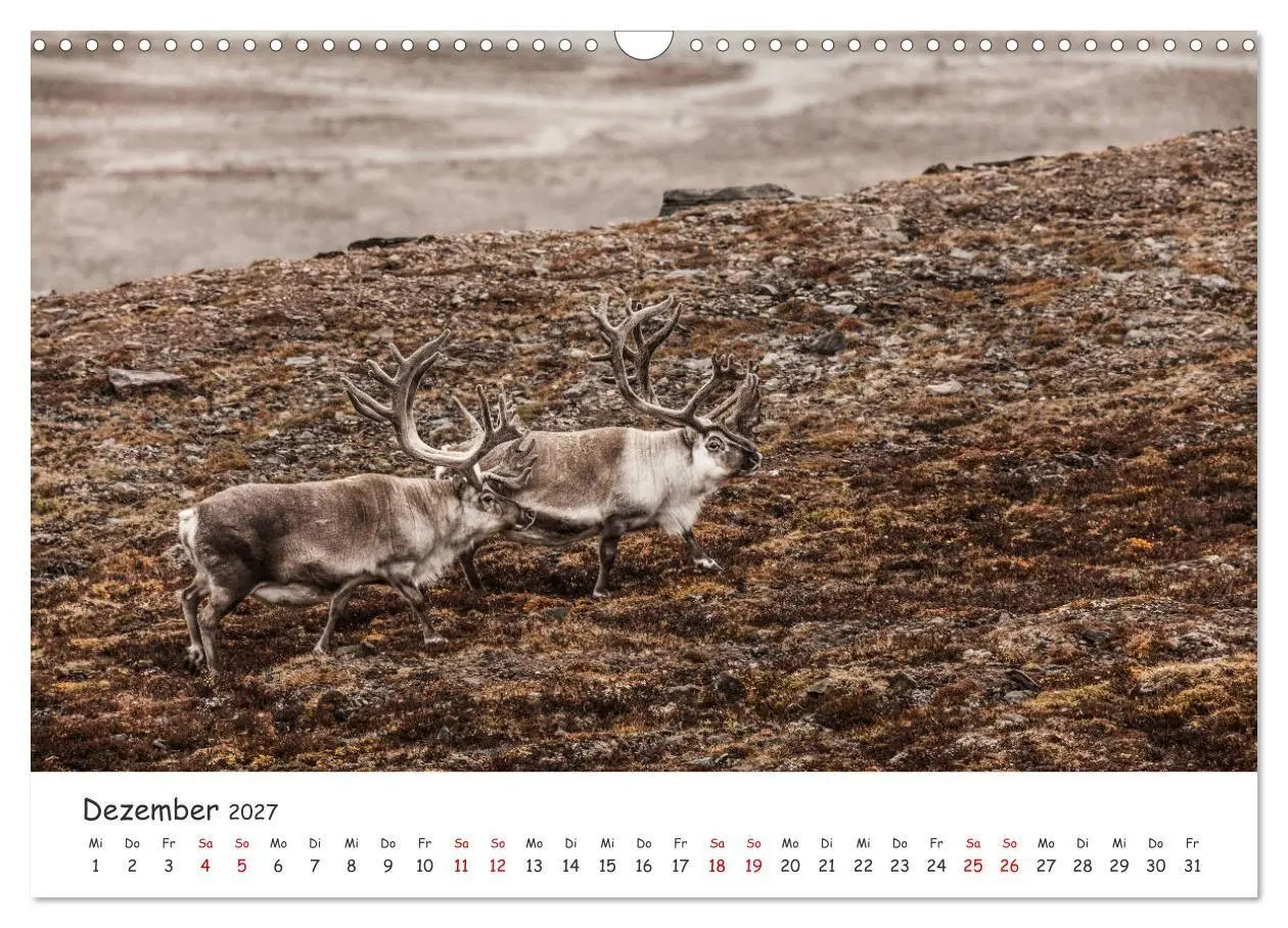 Bild: 9783569724587 | Rentiere (Wandkalender 2027 DIN A3 quer), CALVENDO Monatskalender