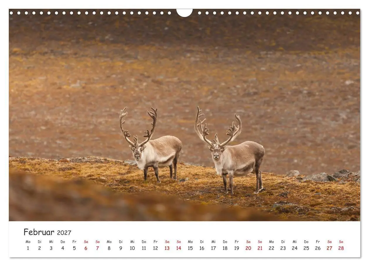Bild: 9783569724587 | Rentiere (Wandkalender 2027 DIN A3 quer), CALVENDO Monatskalender