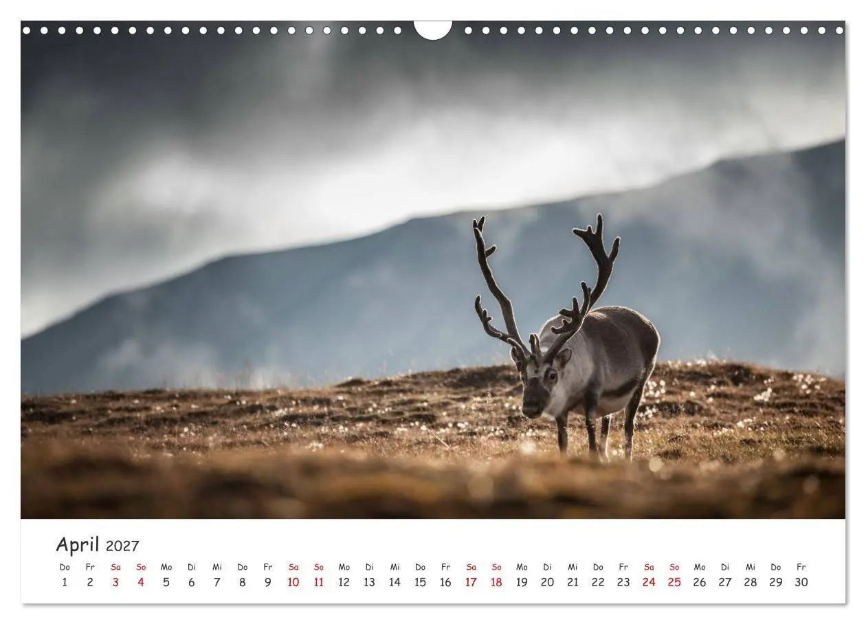 Bild: 9783569724587 | Rentiere (Wandkalender 2027 DIN A3 quer), CALVENDO Monatskalender