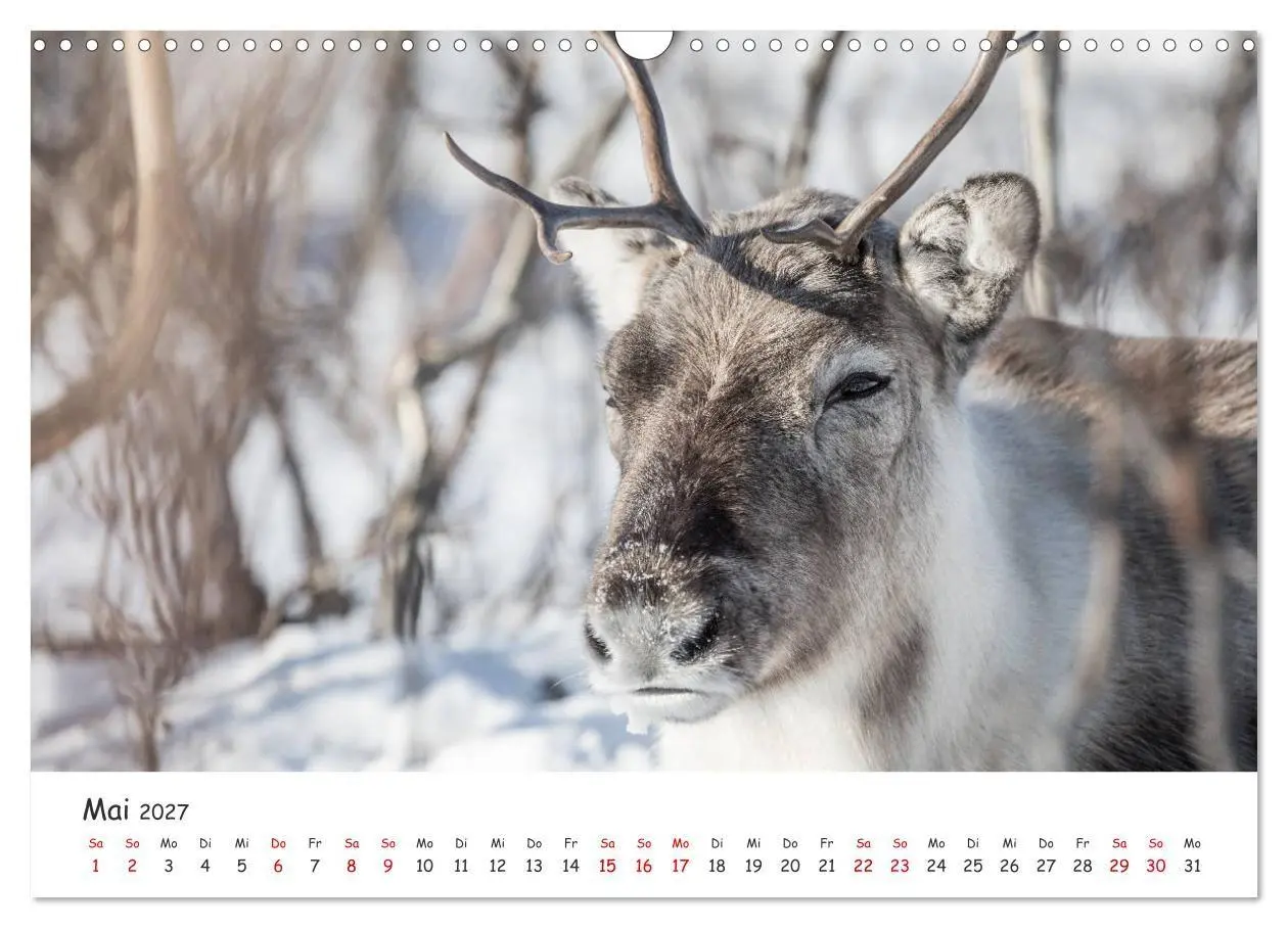 Bild: 9783569724587 | Rentiere (Wandkalender 2027 DIN A3 quer), CALVENDO Monatskalender