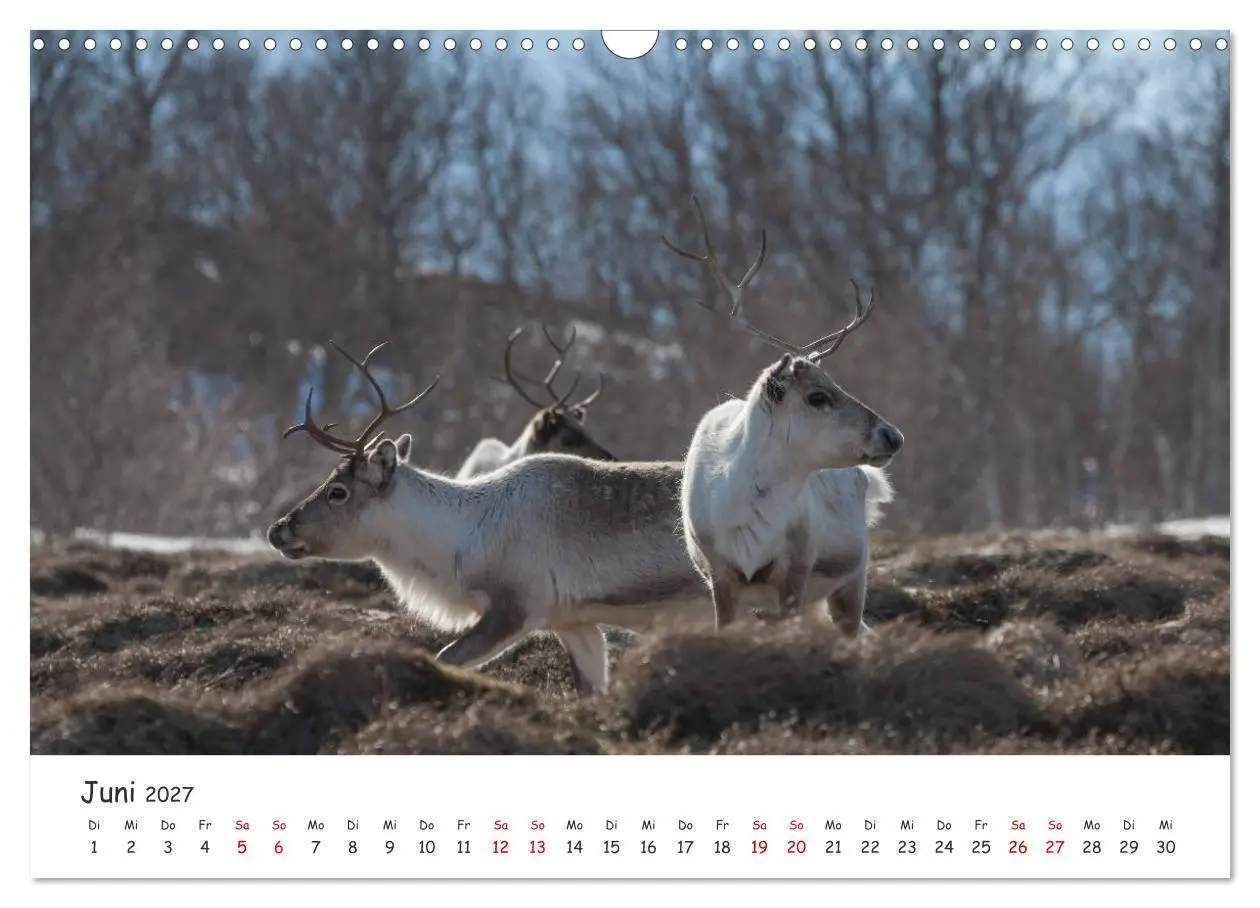 Bild: 9783569724587 | Rentiere (Wandkalender 2027 DIN A3 quer), CALVENDO Monatskalender