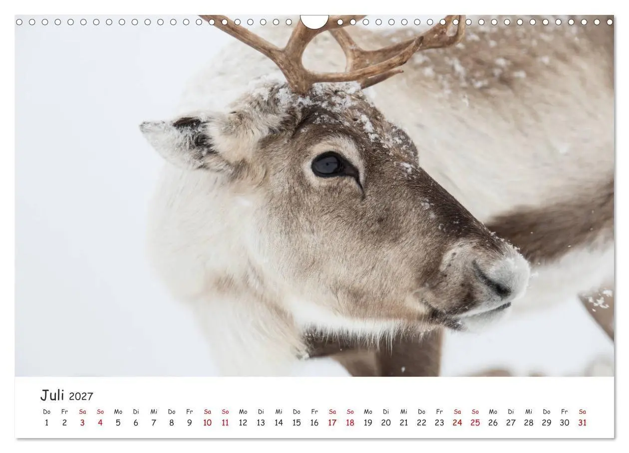Bild: 9783569724587 | Rentiere (Wandkalender 2027 DIN A3 quer), CALVENDO Monatskalender