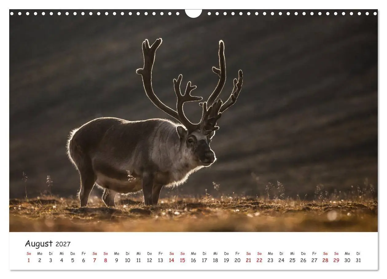 Bild: 9783569724587 | Rentiere (Wandkalender 2027 DIN A3 quer), CALVENDO Monatskalender