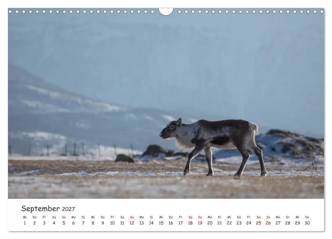 Bild: 9783569724587 | Rentiere (Wandkalender 2027 DIN A3 quer), CALVENDO Monatskalender