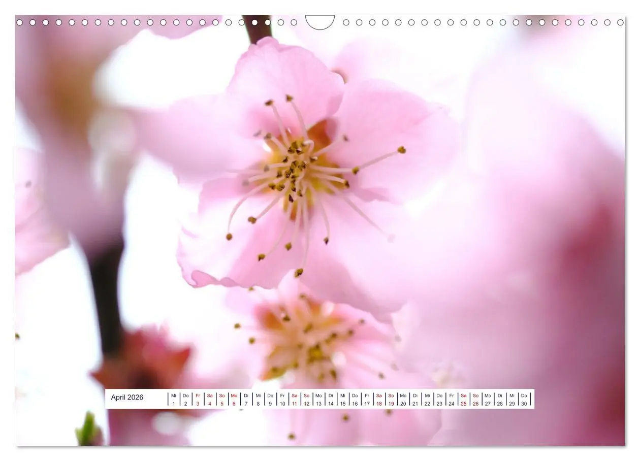 Bild: 9783457524787 | Vom Augenblick der Stille 2026 (Wandkalender 2026 DIN A3 quer),...
