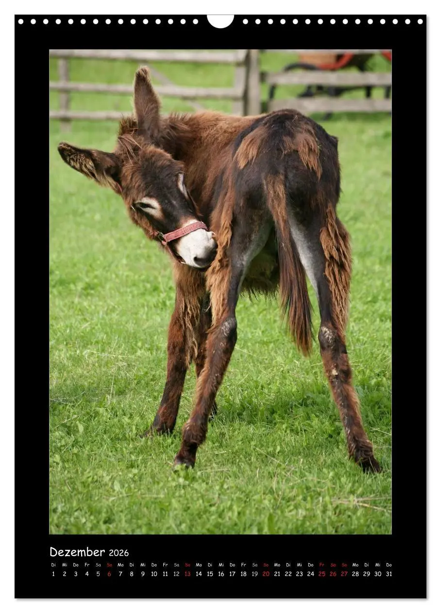 Bild: 9783516474787 | Esel und Mulis (Wandkalender 2026 DIN A3 hoch), CALVENDO...