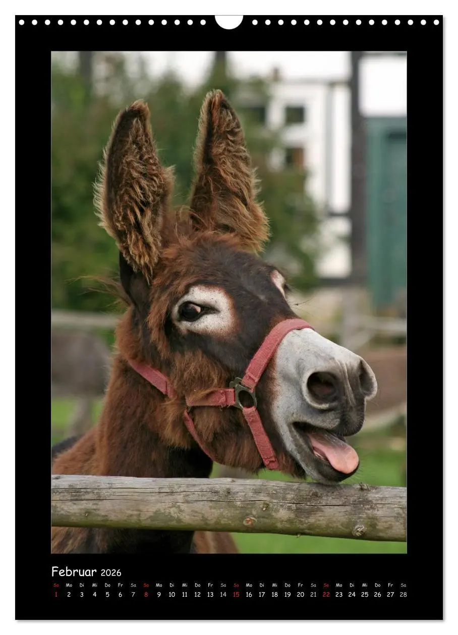 Bild: 9783516474787 | Esel und Mulis (Wandkalender 2026 DIN A3 hoch), CALVENDO...