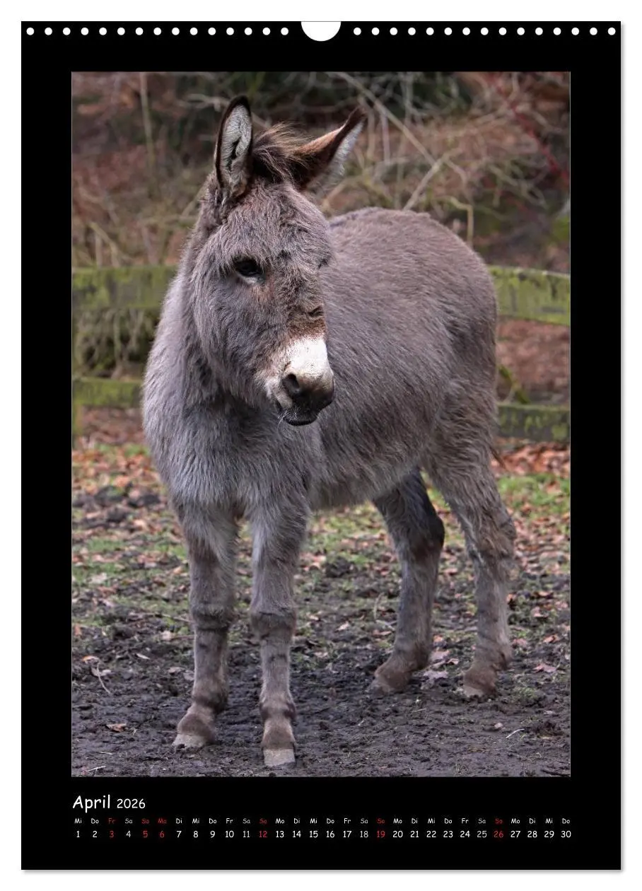 Bild: 9783516474787 | Esel und Mulis (Wandkalender 2026 DIN A3 hoch), CALVENDO...