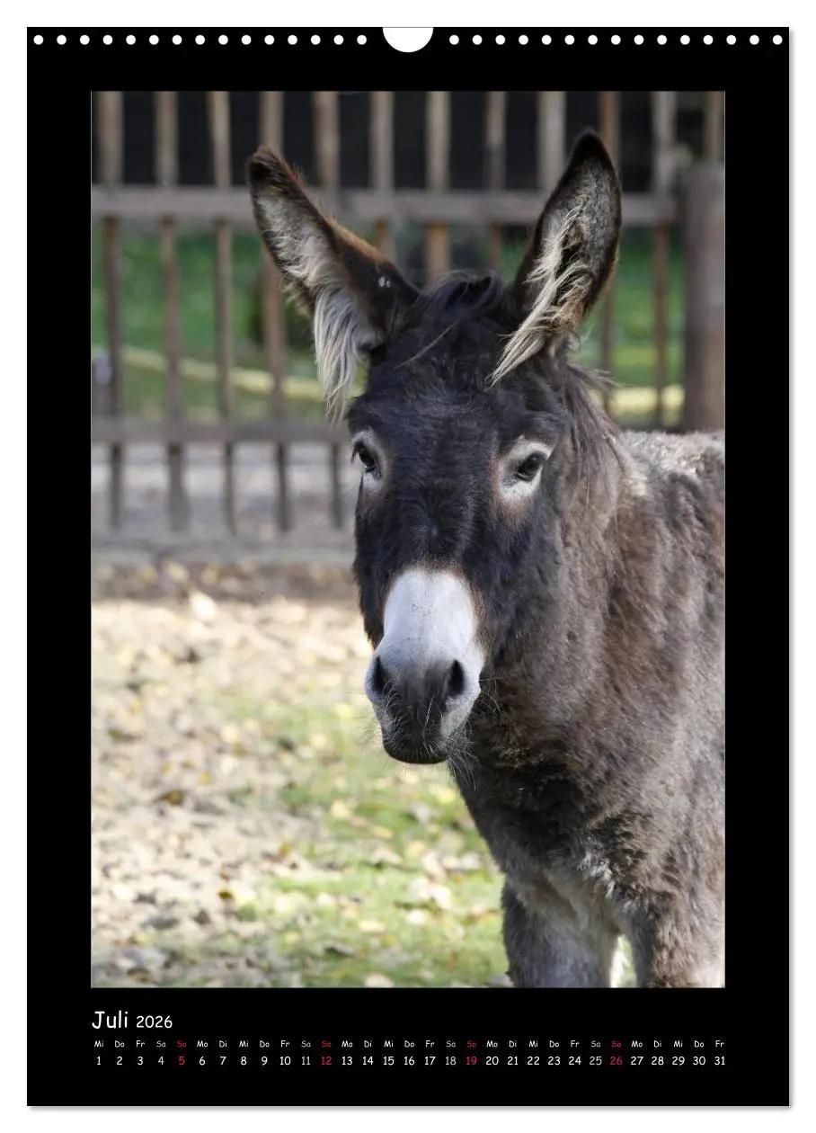 Bild: 9783516474787 | Esel und Mulis (Wandkalender 2026 DIN A3 hoch), CALVENDO...