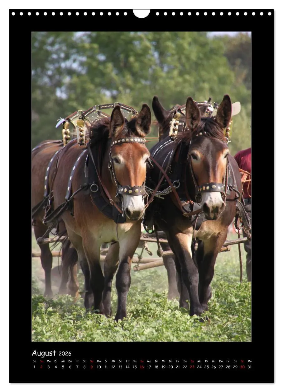 Bild: 9783516474787 | Esel und Mulis (Wandkalender 2026 DIN A3 hoch), CALVENDO...