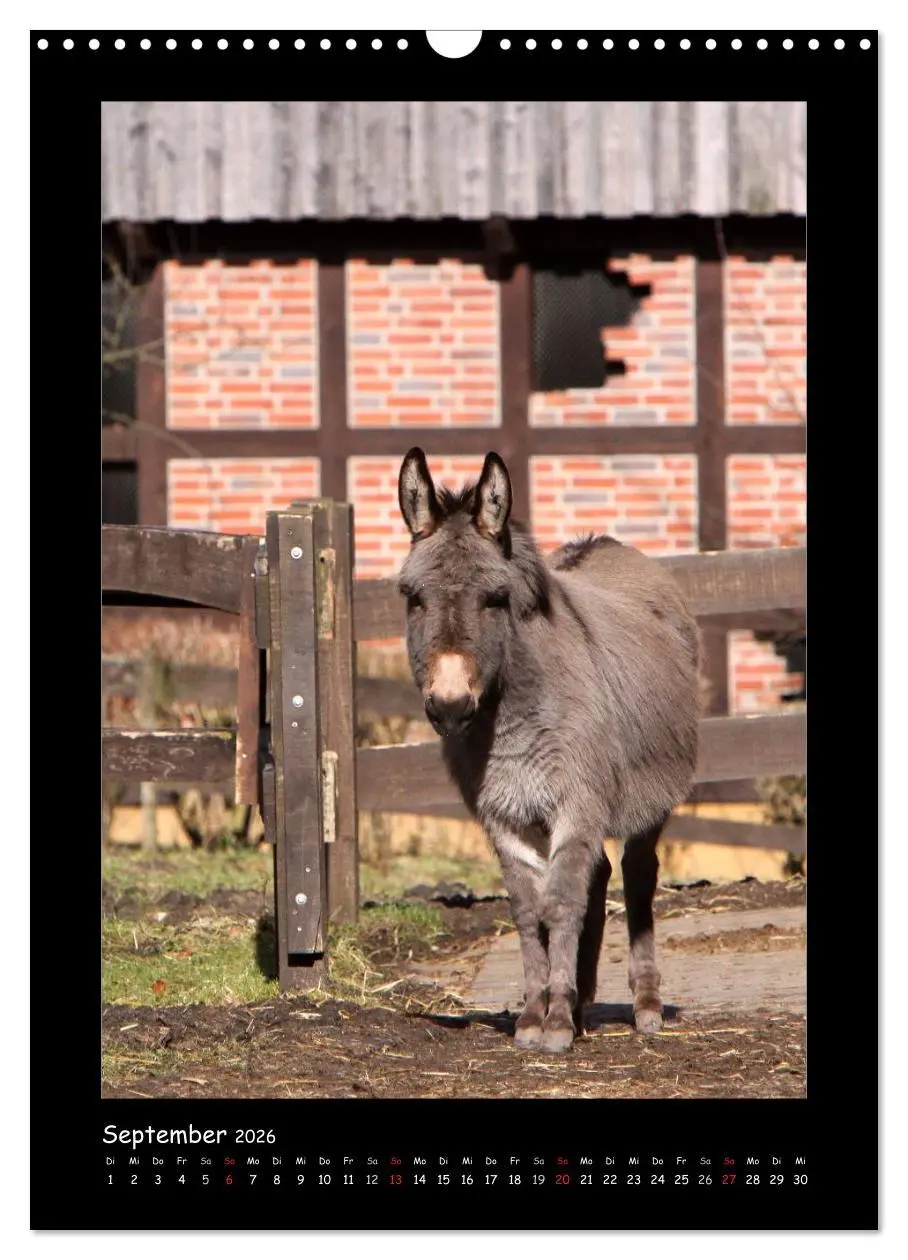 Bild: 9783516474787 | Esel und Mulis (Wandkalender 2026 DIN A3 hoch), CALVENDO...