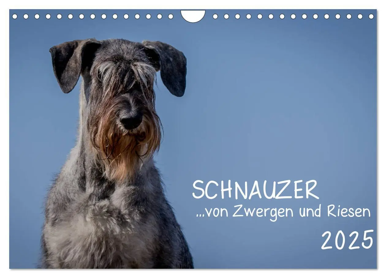 Cover: 9783435424887 | Schnauzer... von Zwergen und Riesen 2025 (Wandkalender 2025 DIN A4...