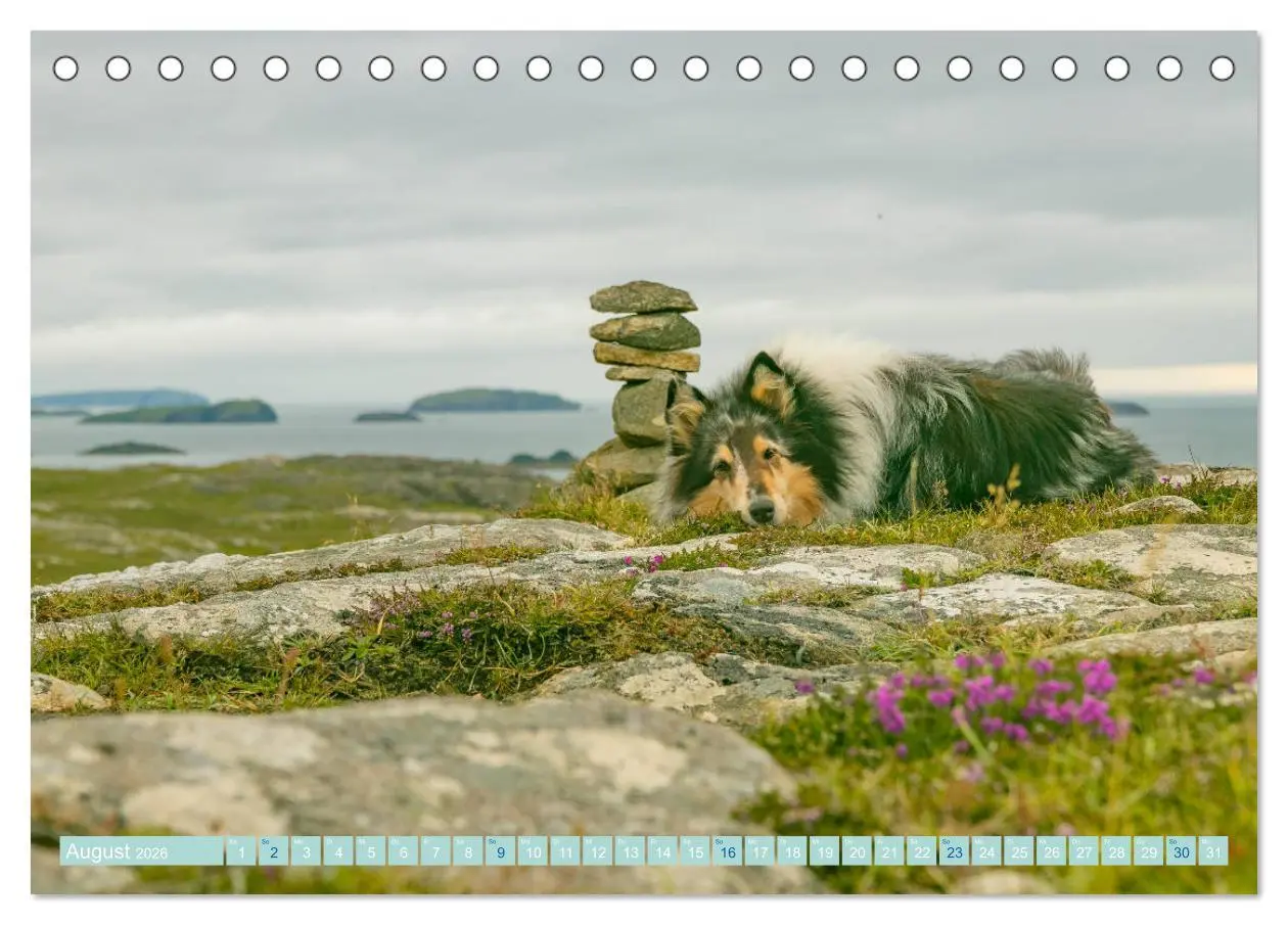 Bild: 9783457674987 | Highland-Collies - Auf vier Pfoten durch Schottland und Irland...
